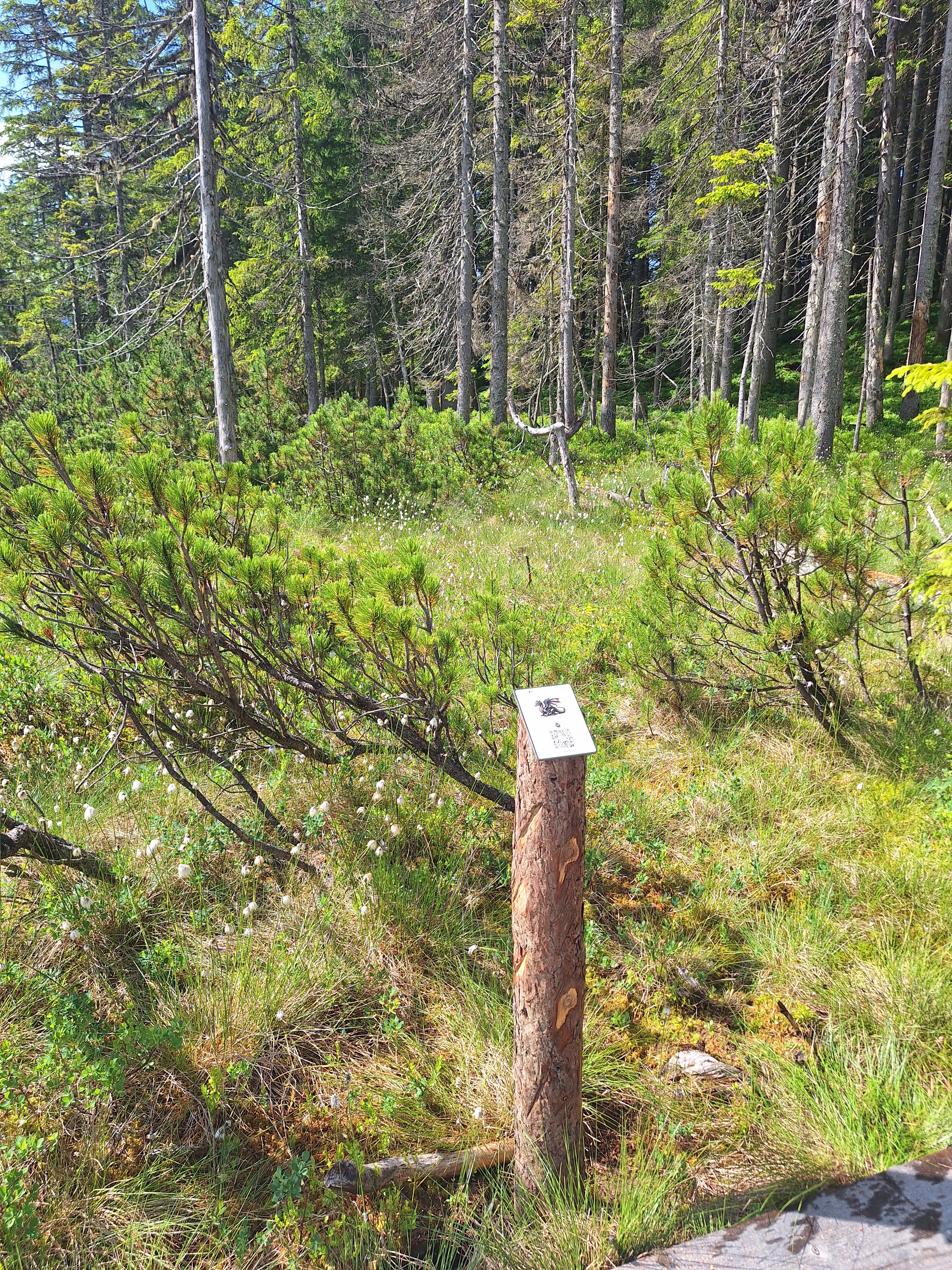 Teamchallenge Station auf dem Wanderweg in Filzmoos Schwaigalm