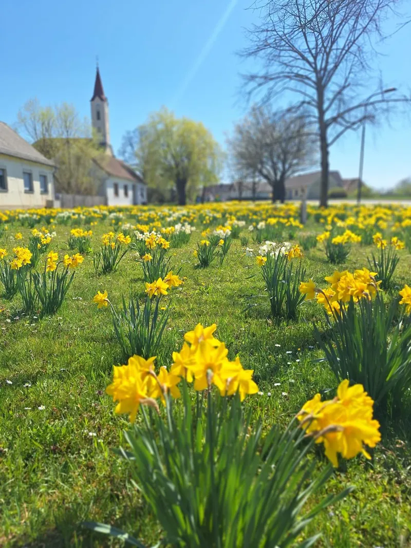 Narzissen im Dorfanger von Deutsch Kaltenbrunn