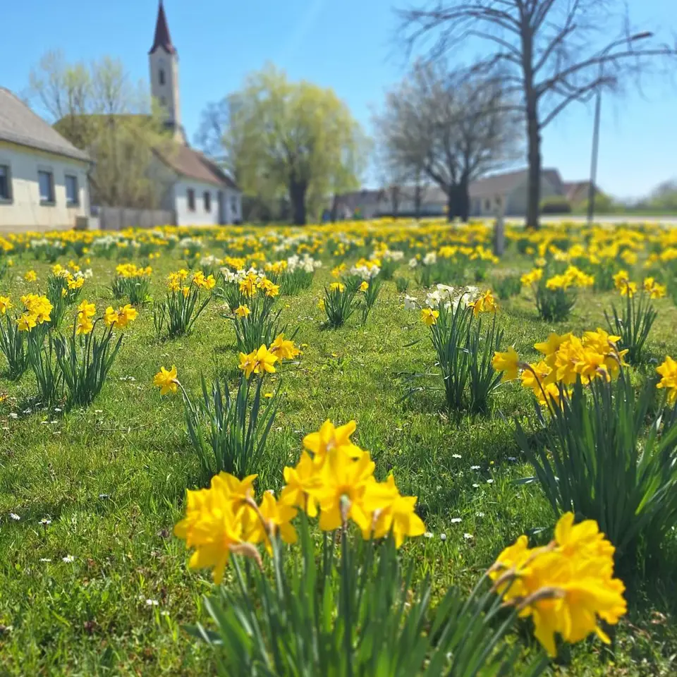 Narzissen im Dorfanger von Deutsch Kaltenbrunn